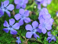 Starry rich blue flowers in mats.